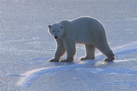 Just How Bad Global Warming Is For The Worlds Polar Bear Population