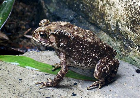 Stock Pictures Picture Of A Frog