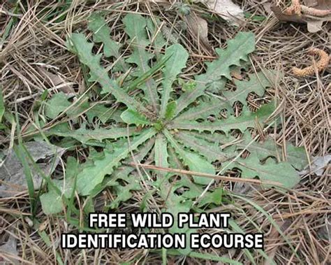 Free Wild Plant Identification Ecourse Shtf Prepping And Homesteading