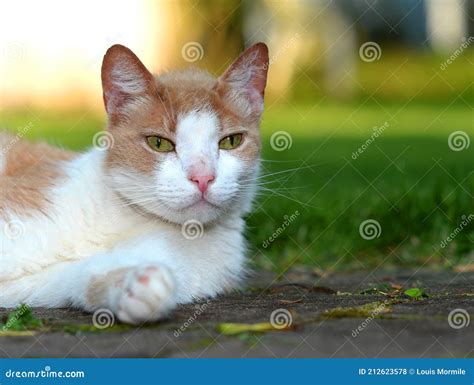 Feral Tabby Cat Eating Grass Royalty Free Stock Photography
