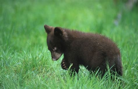 Edge Of The Plank Cute Animals Baby Bear Cubs