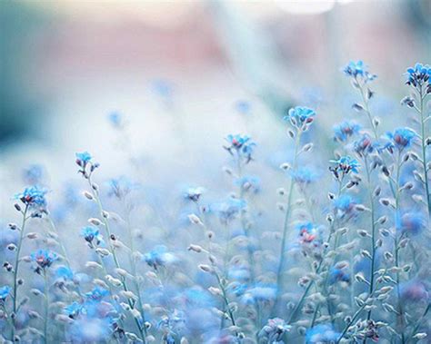 Blue Flowers Cynthia Selahblue Cynti19 Wallpaper 30569029 Fanpop