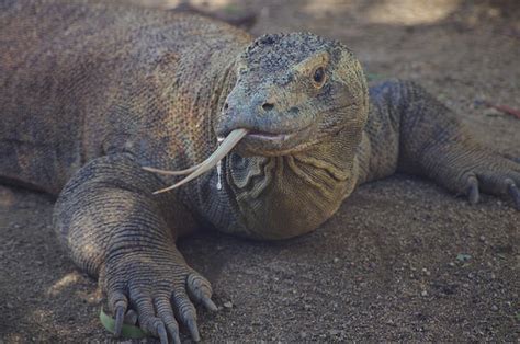 11 Facts About The Komodo Dragon Indonesias National Animal