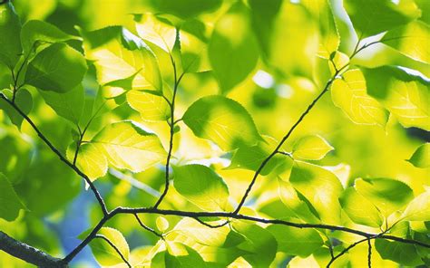 Green Foliage Wallpaper 1920x1200 30518