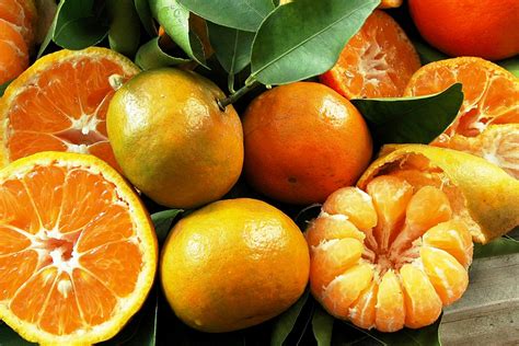 Upper Gulf Coast Citrus Show to display locally grown harvest ...
