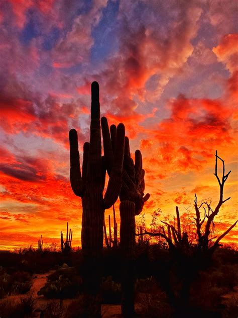 Arizona Desert Saguaro Cactus Landscape Sunset Scene This Arizona