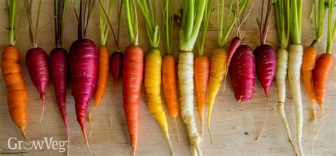 Growing Colourful Carrots