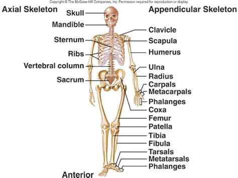 What Part Of The Skeletal System Includes The Bones Of The Skull Spine