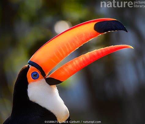 Nature Picture Library Rf Portrait Of Toco Toucan Ramphastos Toco