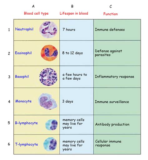 Blood Cells Structure And Functions Biology Notes