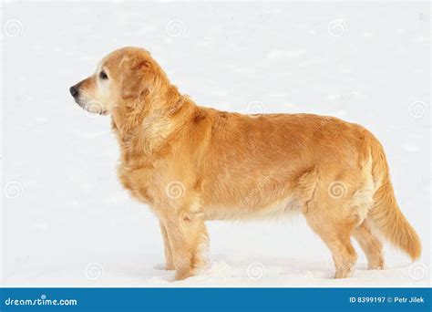 Attractive Golden Retriever Stock Image Image Of Color Christmas