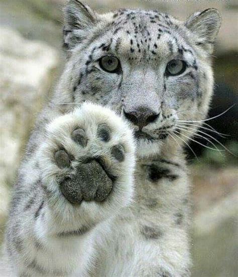 5757 Best Snow Leopard Images On Pinterest Snow Leopard