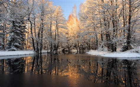 Winter Trees Covered With Snow Frozen Lake Background