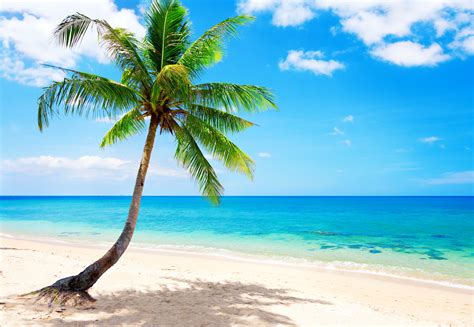 Palm Paradise Emerald Ocean Tropical Coast Blue Beach Sea