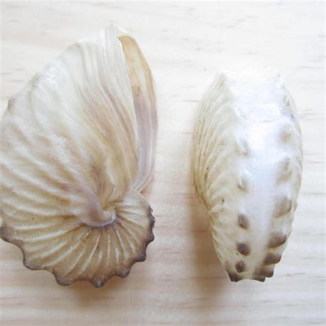 Nautilus Sea Shell Etsy