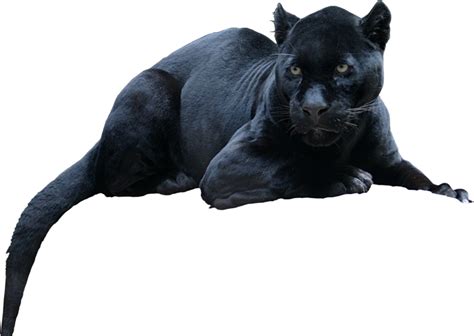 Black Panther Leopard Jaguar Cat Tiger Black Panther Png Download