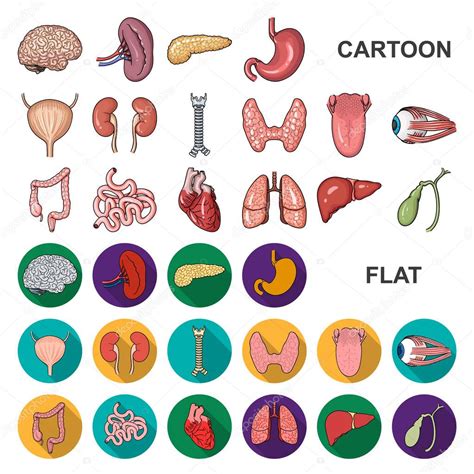 Iconos De Dibujos Animados De órganos Humanos En Colección De Conjuntos
