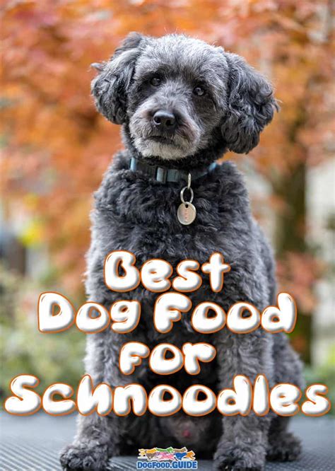 5 dog food related trends heading into 2021. 10 Healthiest & Best Dog Food for Schnoodles in 2021