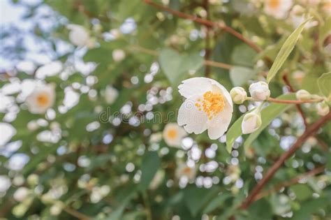 Flowering Of Jasmine Shrub Plant Valuable Herb In Folk Medicine And