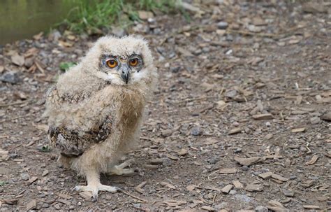 10 Baby Owl Facts That You May Not Have Heard Of Before