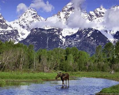 Elk Mountains Moose Wyoming River Wallpapers Usa