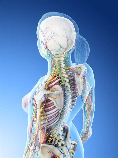 Human Body Model Showing Female Anatomy And Nervous System Digital 3d