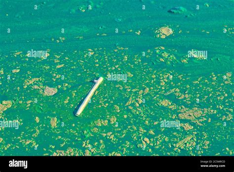 Environmental water pollution. Polluted river - dirty green water