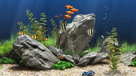 Aquarium 4k Uhd Wallpapers Top Free Aquarium 4k Uhd Backgrounds