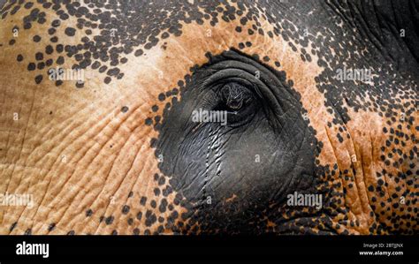 Closeup Image Of Indina Elephant Crying Tears Falling From Animal Eyes
