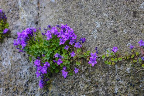Maybe you would like to learn more about one of these? Flowers Of Ireland Free Stock Photo - Public Domain Pictures