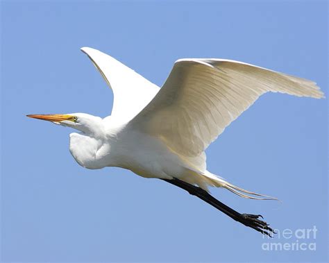 Great White Egret In Flight 40d6845 Photograph By Wingsdomain Art And
