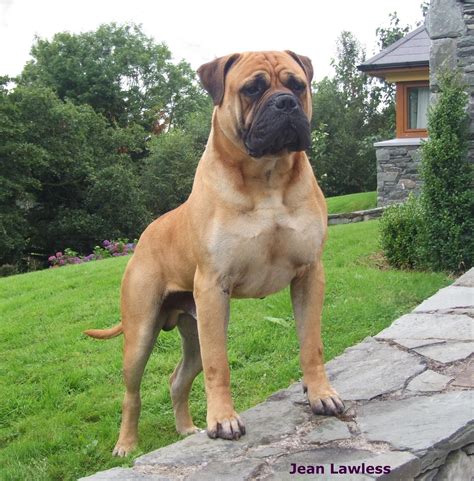 Bull Mastiff Dogs, Mastiff Breeds, Bull Terriers, Terrier Mix, Giant