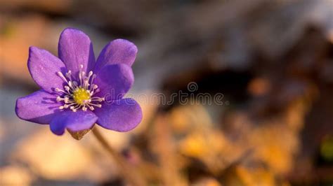 Blue Forest Flowers Among Dry Autumn Leaves Hepatica Nobilis Stock