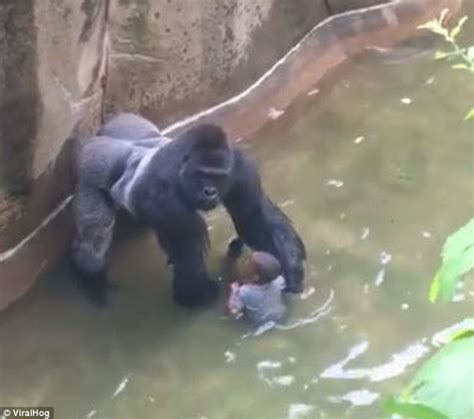 Cincinnati Zoo Video Shows Harambe The Gorilla Holding Hands With The