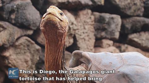 meet diego the amorous tortoise that saved his species from extinction youtube