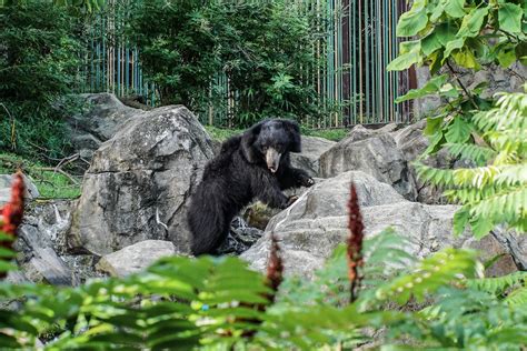 Your Ultimate Guide To The Smithsonian National Zoo East By Midwest