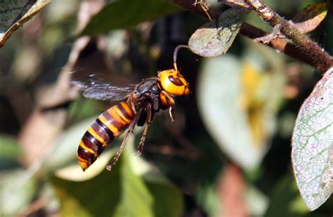 Biopgh Special Update Asian Giant Hornet Phipps Conservatory And