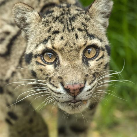 Clouded Leopard Clouded Leopard Wild Cat Breeds Animals Beautiful