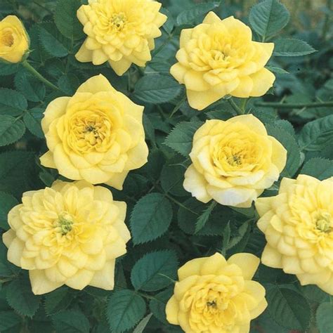 Yellow Sunblaze Miniature Rose Tree — Plantingtree