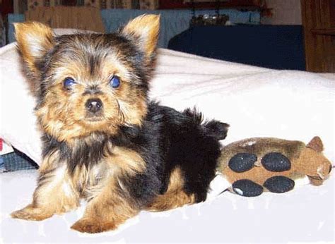 Find a shih tzu puppy from reputable breeders near you and nationwide. Small Dogs For Sale In Tn Shih tzu puppies for sale in ga ...