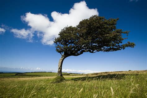 Selección De Poemas Al Viento