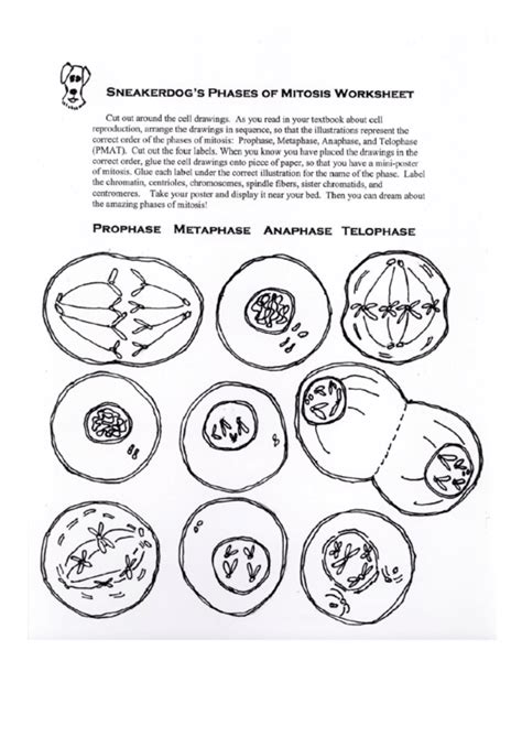 Mitosis worksheet and diagram identification wayfarercayz09 blogcu mitosis cell division meiosis Phases Of Mitosis Worksheet printable pdf download