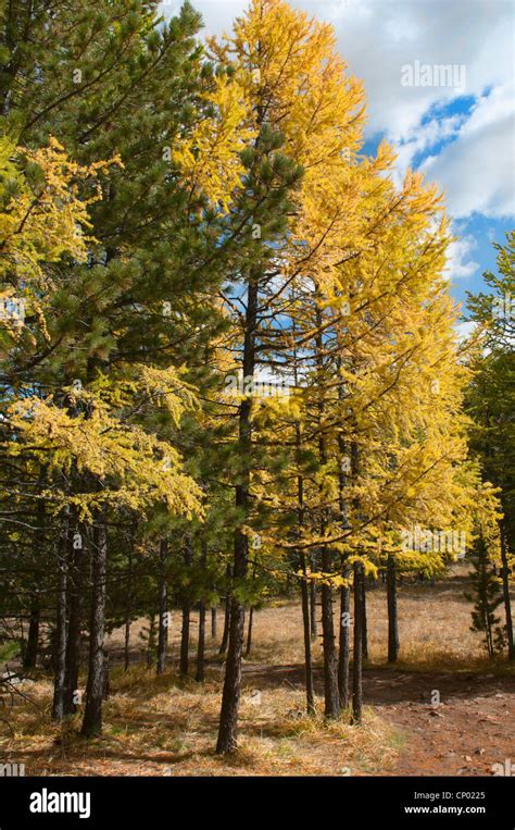 Larch Trees In Fall In The Orkhon River Valley Of Central Mongolia