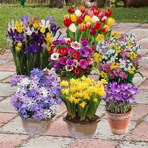 Complete Spring Flowering Bulb Collection 300 Bulbs In 7 Varieties £