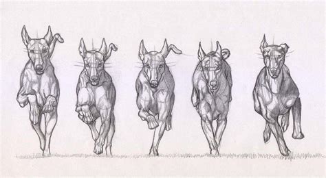 Are you searching for holding dog png images or vector? Running dog Drawing Reference and Sketches for Artists
