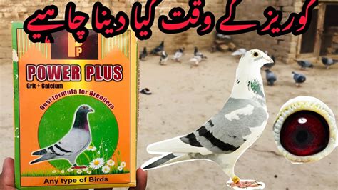Moulting Tips In Hindi Racing Pigeon Cure And Treatment Youtube