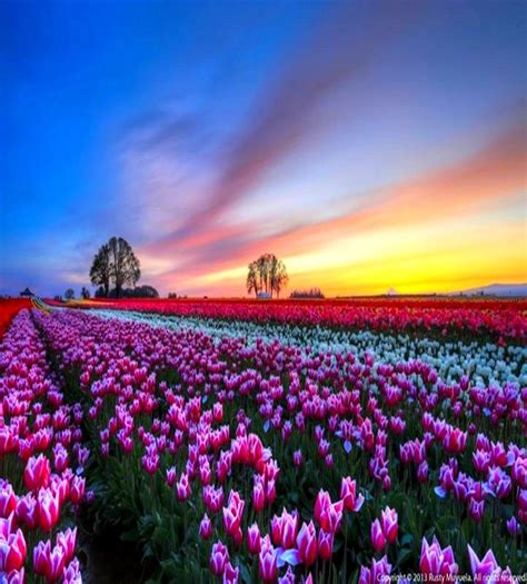 Stunning Sunrise ༺♥༻ŦƶȠ༺♥༻ Nature Evening Pictures Colorful Flowers