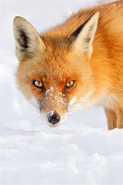 Red Fox In The Snow Photograph By Roeselien Raimond