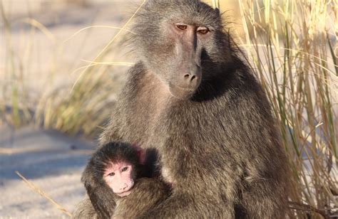 Evolution Of Sexual Intimidation Male Baboons Beat Up Females To Increase Mating Success