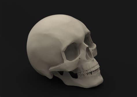 Skull 2 3d Print Model Cgtrader